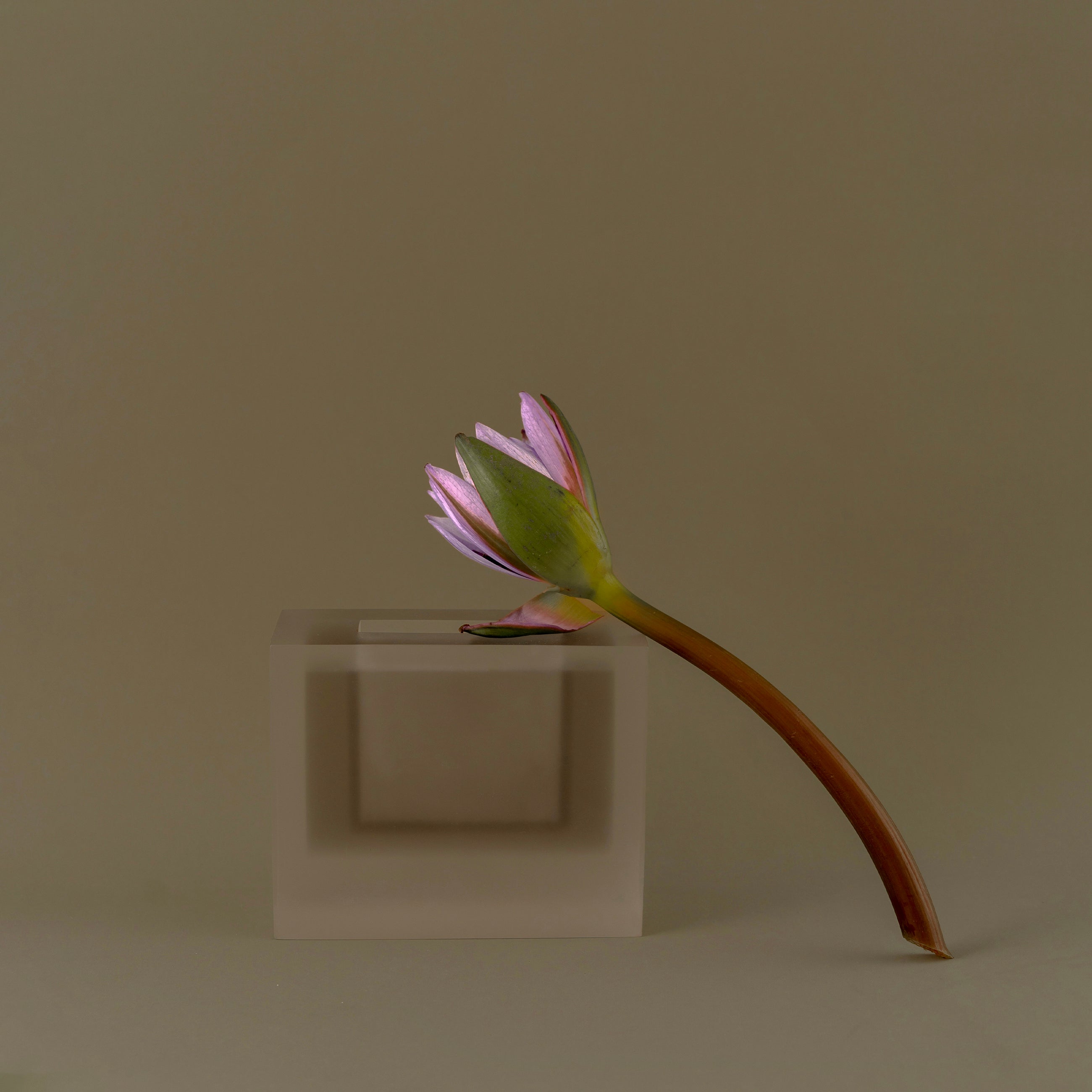 New Piece_Place in place_In Vase_Clear Grey_Vase_Decorative Objects_4